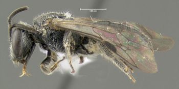 Media type: image;   Entomology 610493 Aspect: habitus lateral view
